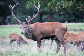 A close up of a Red Deer in the countryside
