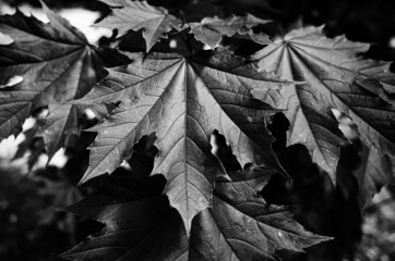 black and white leaves