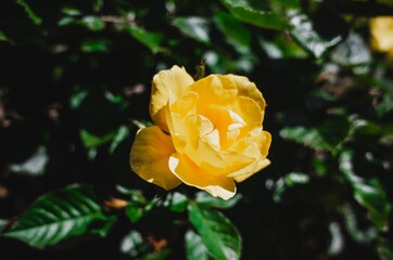 yellow rose in the garden