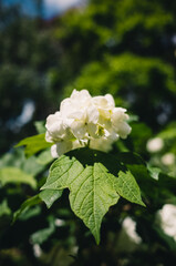 White flower in the garden