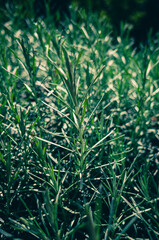 Green leaves