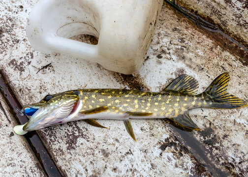 a small pike on the boat floor, fishing concept