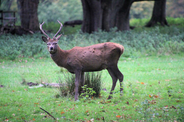 A view of a Red Deer in the Cheshire Countryside