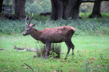 A close up of a Red Deer in the countryside
