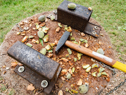 Tools for breaking almond shells and peeling fresh almonds from green husks.
