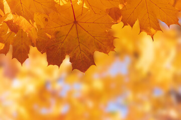 autumn maple leaf on earth / bright autumn background photo in full swing