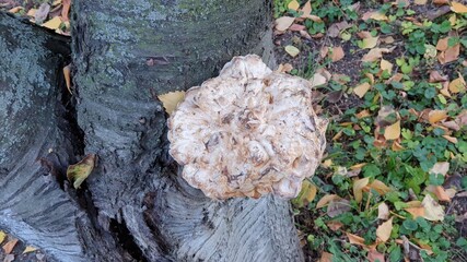 Beautiful flower in the garden for good colorful floral background