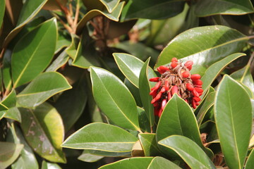 Obraz premium Debbieh-Nature-Lebanon