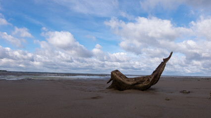 Fototapeta na wymiar driftwood on the sandy shore