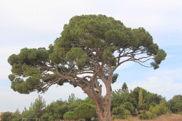 Debbieh-Nature-Lebanon