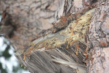 Debbieh-Nature-Lebanon