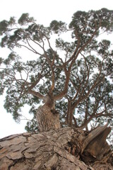 Debbieh-Nature-Lebanon