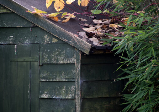 Old Garden Shed Partial View with Leaves and Bamboo Plant in Autumn