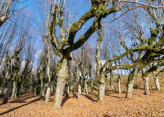 linden tree alley in the manor park, trees in autumn without leaves on the ground leaf texture, games of light and shadow, Katvaru manor linden, Latvia