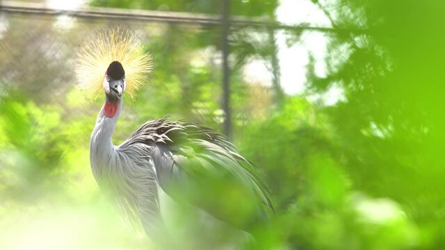 Black Crowned Crane bird, Northern Crowned Crane&nbsp;(Balearica pavonina)
