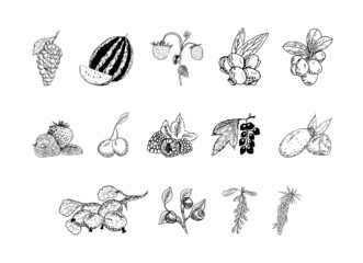 Set of monochrome vector illustrations of berries in sketch style. Collection of hand drawings in art ink style. Black and white graphics.