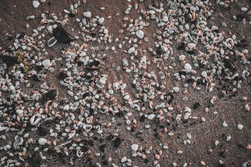 Muscheln liegen auf dem Sand am Strand