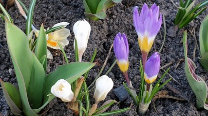Beautiful flower in the garden for good colorful floral background