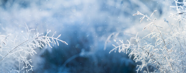 Frosty nature background. Winter landscape with frozen grass in blue toned.
