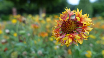 Closeup photo of Indian blanket flower with yellow and red petals at Sunder Nursery in Delhi