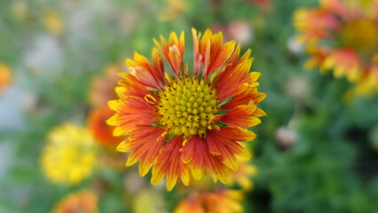 Closeup photo of Indian blanket flower with yellow and red petals at Sunder Nursery in Delhi
