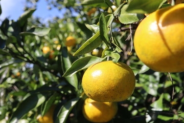 みかんと青空
