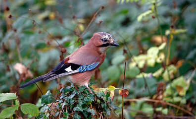 Eurasian jay searching for food in the woods