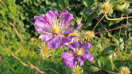 Beautiful flower in the garden for good colorful floral background