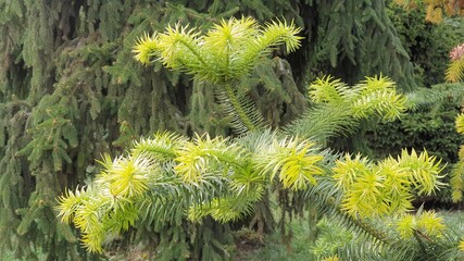 Beautiful flower in the garden for good colorful floral background