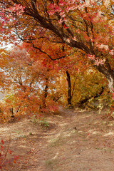 Golden autumn. nature. autumn leaves on trees. park