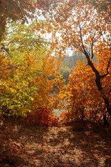 Golden autumn. nature. autumn leaves on trees. park