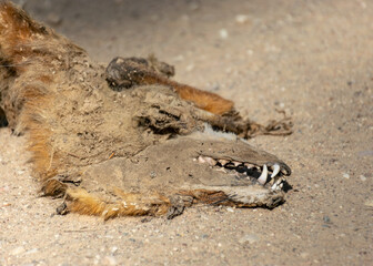 a run, dead fox on a country road, the remains of an animal withered in the sun