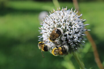 bee on a flower