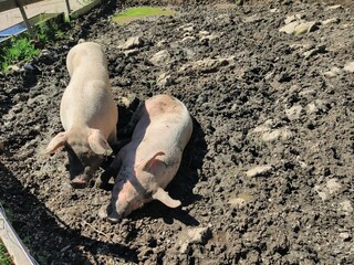 Schweine im Sand