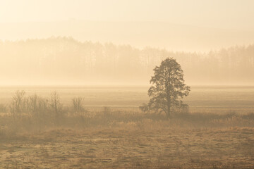 bare tree in a foggy field beautiful morning light. solitude morning mood autumn background