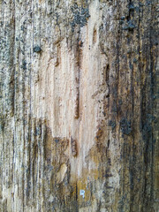 Obraz premium High Quality Photo Old Javanese Teak Wood Texture