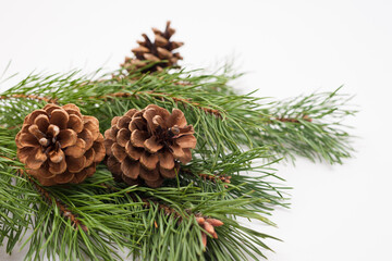 Christmas tree branches with decor on the white background