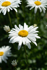 daisies in a garden