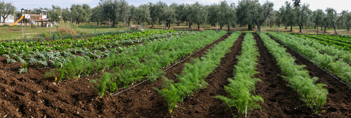 Cultivation, organic vegetable garden