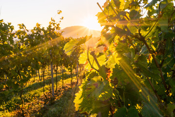Sunrise in the autumn vineyard  - 464828258