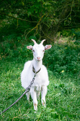 Naklejka na ściany i meble a goat grazes in a meadow. goat on a leash. goat on a leash. a little goat grazes on a green meadow