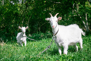 Obraz premium goats graze in the meadow. goat on a leash. goats on a leash. white kids graze on a green meadow. white goats.
