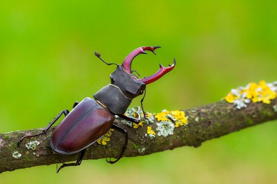Lucanus Cervus