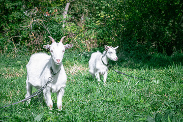 Obraz premium goats graze in the meadow. goat on a leash. goats on a leash. white kids graze on a green meadow. white goats.