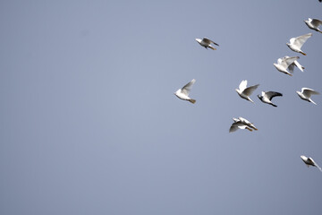 Stado białych gołębi latające po niebieskim niebie. gołębie, ptaki.  - obrazy, fototapety, plakaty