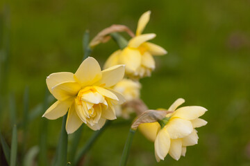 yellow daffodils in spring