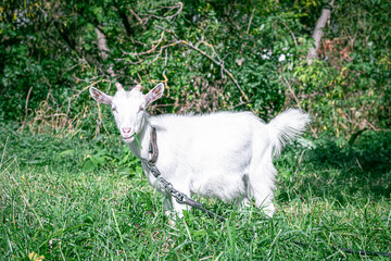 Obraz premium a goat grazes in a meadow. goat on a leash. goat on a leash. a little goat grazes on a green meadow