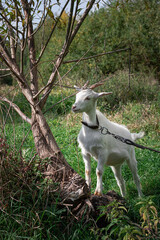 Obraz na płótnie Canvas white goat on a meadow. white goat stands on a tree. a goat grazes in a meadow. goat on a leash. goat on a leash. a little goat grazes on a green meadow