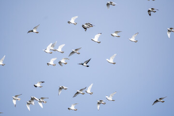 Stado białych gołębi latające po niebieskim niebie. gołębie, ptaki.  - obrazy, fototapety, plakaty