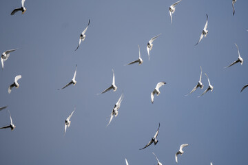 Stado białych gołębi latające po niebieskim niebie. gołębie, ptaki.  © Arkadiusz